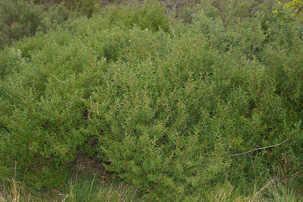 Cistus monspeliensis / Cisto di Montpellier